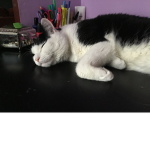 Kitty family cat