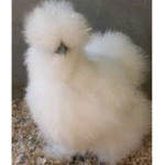 Fluffy chicken heads