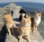 THE CATS MAFIA