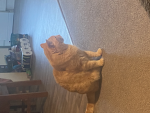 #clothing cats