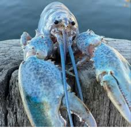 Blue Lobster Land