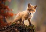 Foxy11126