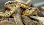 The Reptile People