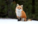 #TeamFoxForever