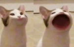 Popcats are cool club