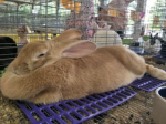 Volt Bunnies
