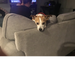 Where the doggo at?