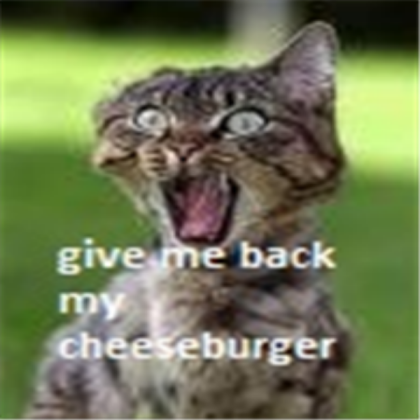 funny cat picture #2 Roblox decal