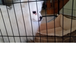Puppy Squad Pomeranian Snowy
