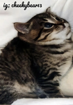 kitticup