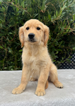 Puppyz are cute gang