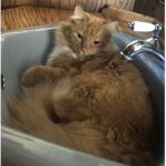 Cat in a sink