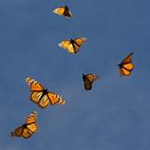 Flying butterfly’s