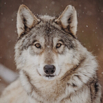 Meadow's Wolf Pack
