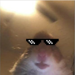 Les Noob oof