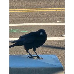 Pigeon's Place