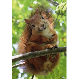 squirrels place