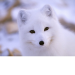 Sweety White Fox