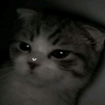 katumi