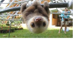 Sloth Squad~~~