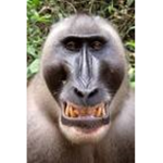 Shameful monkey