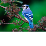New Bird!!