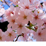~ Unique Blossoms ~