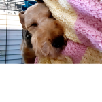 Cute little doggy