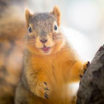 SQUIRREL GNG