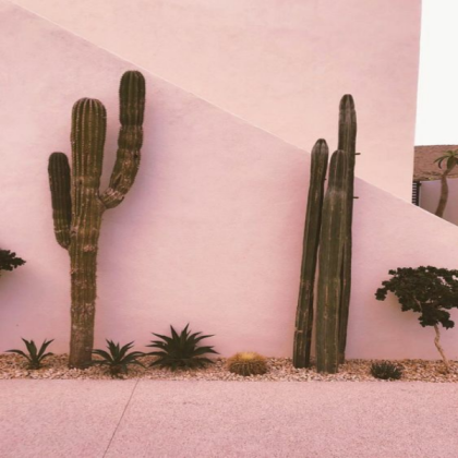 faded pink cacti Roblox decal