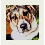 AlwaysLoveDogs