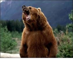 The Grizzly Clan