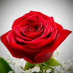 The Luxurious Rose Family