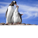 penguin hood