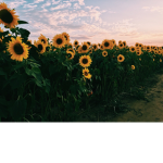 Sunshine Network