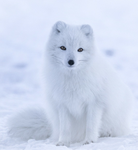 ICEFOX1