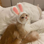 *Cat maids*