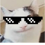 cool veselin