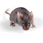 Hotdog Mouse Group
