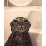 friends to water cat