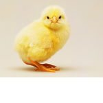 #chicken gamers