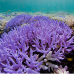 Save The Coral Women.