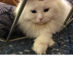 Cat’s team