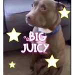 *ʚ big juicy
