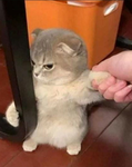 민키