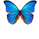Butterflysk