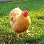 Crazy Chicken Fans!