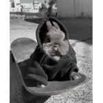 Bunny K-pop