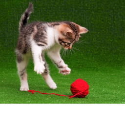 Adopt pets and baby’s