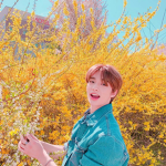 Sunshine Stray-Kids